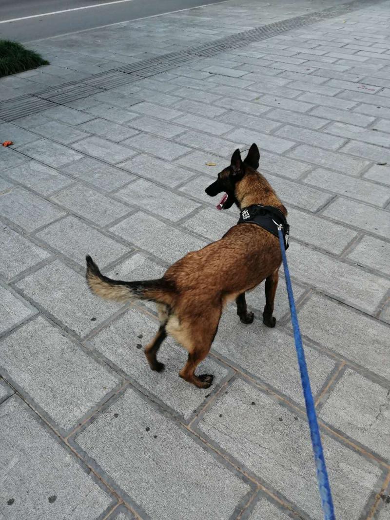 [爱心]寻找有缘人[爱心]【马犬】母,一岁半.